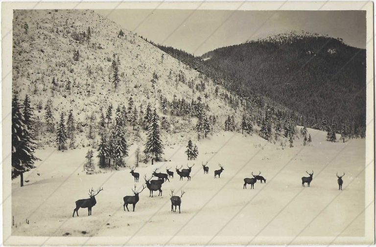 Králi jeleňov, v Tatrách (Turistik und Alpinismus; 1920-31)